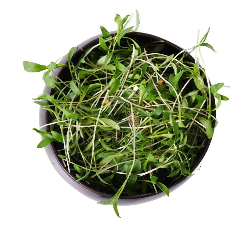 micro cilantro