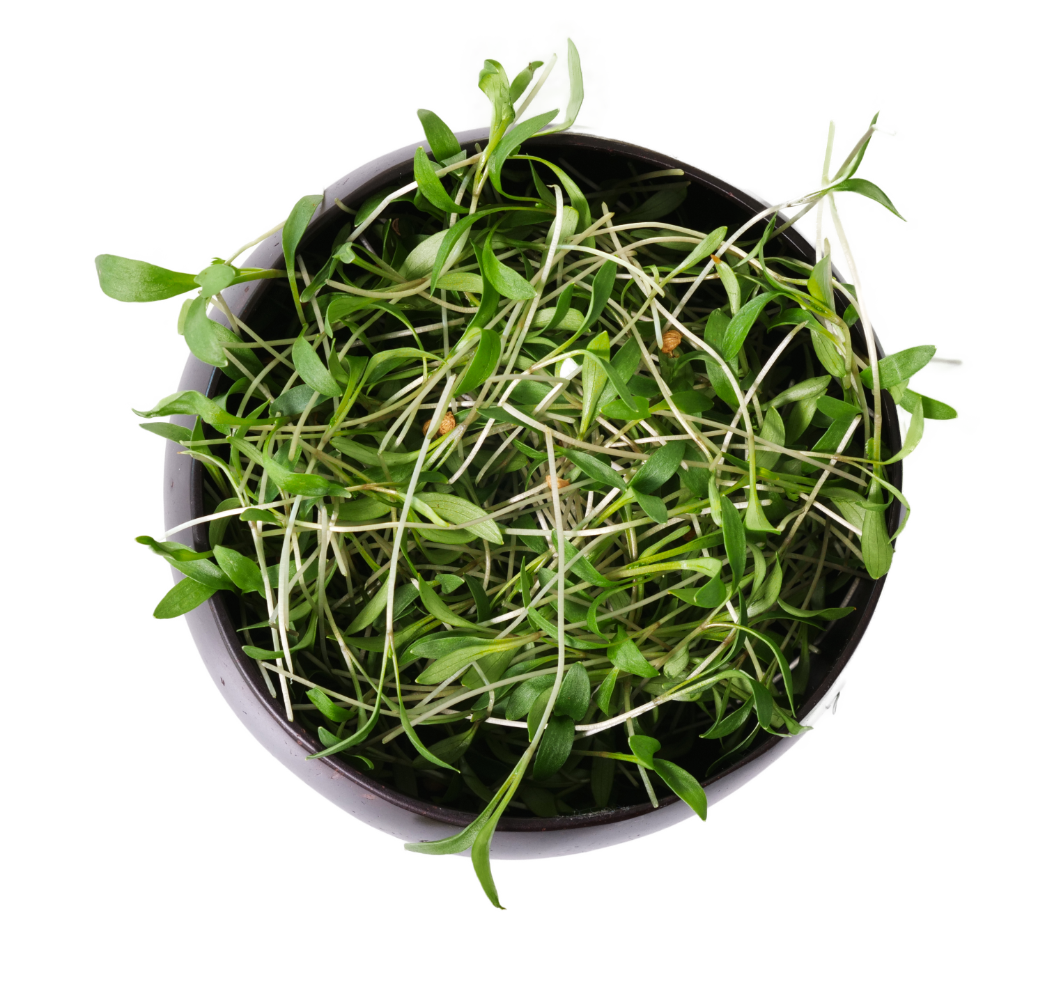 micro cilantro