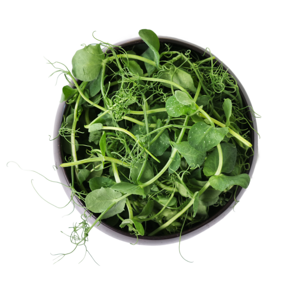 guisantes pea microgreens