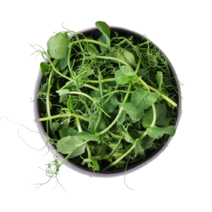 guisantes pea microgreens