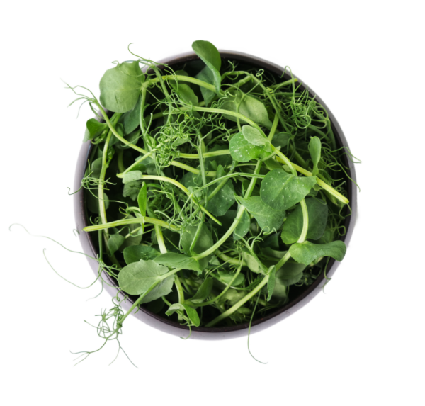 guisantes pea microgreens