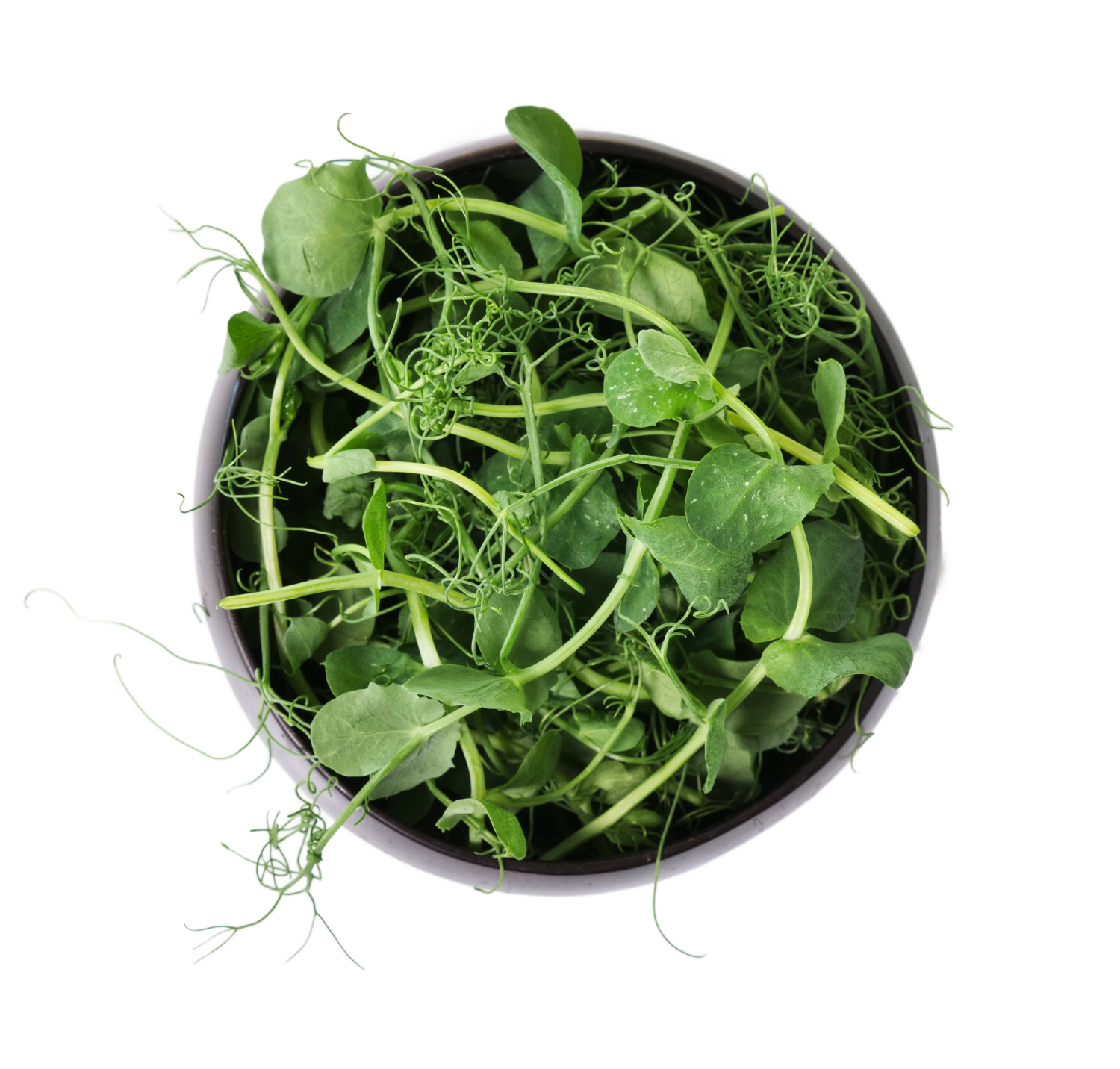 guisantes pea microgreens