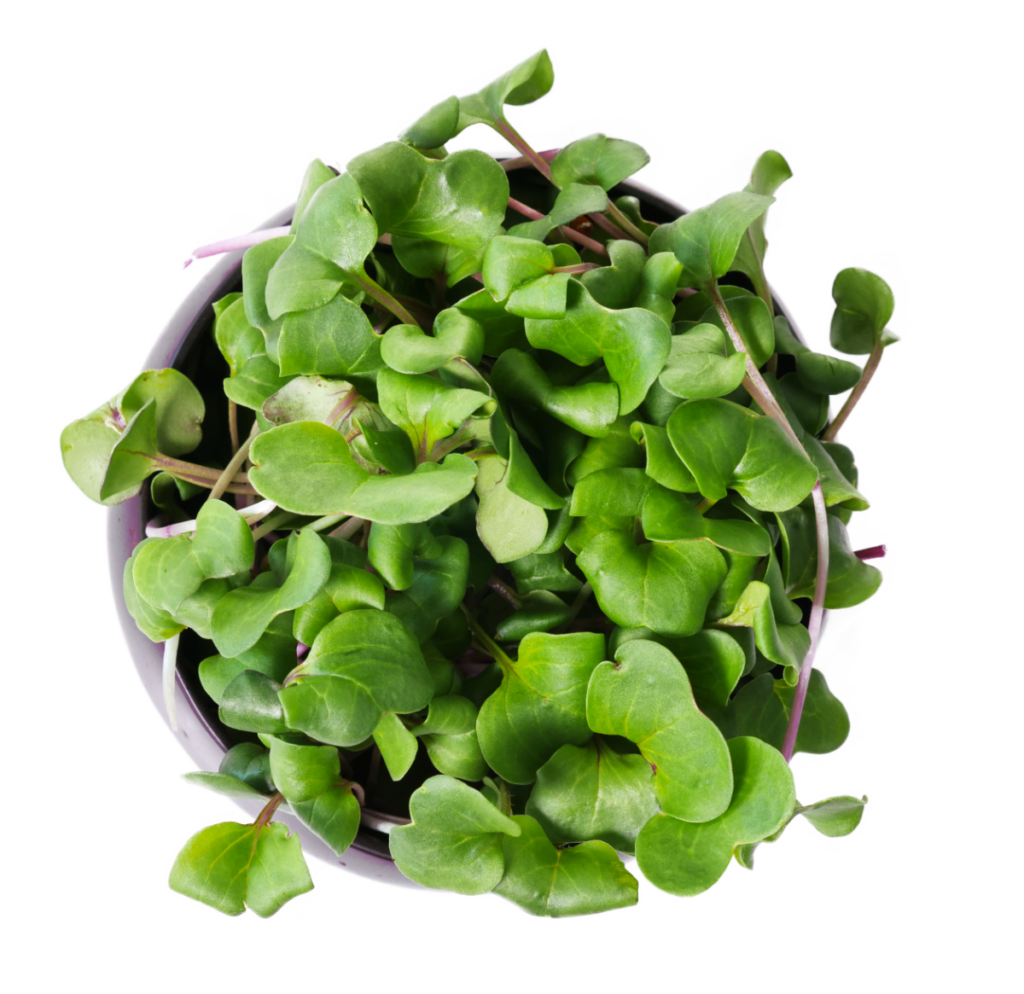 Radish microgreens