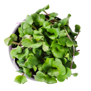 Radish microgreens