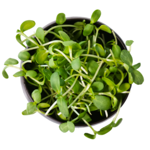 sunflower microgreens