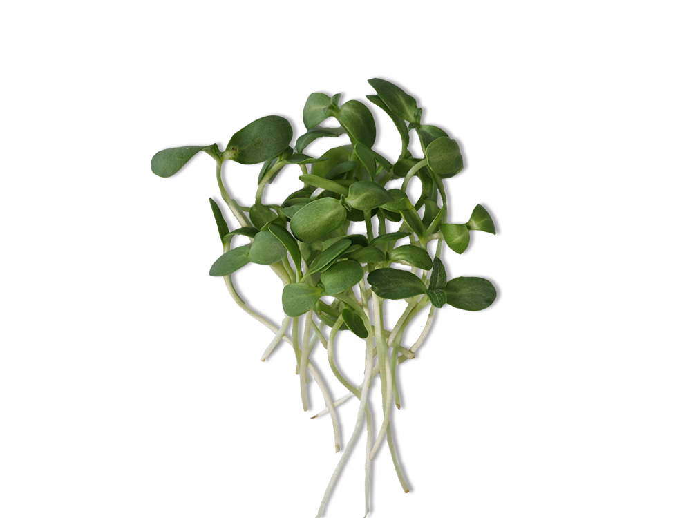 PEA MICROGREENS