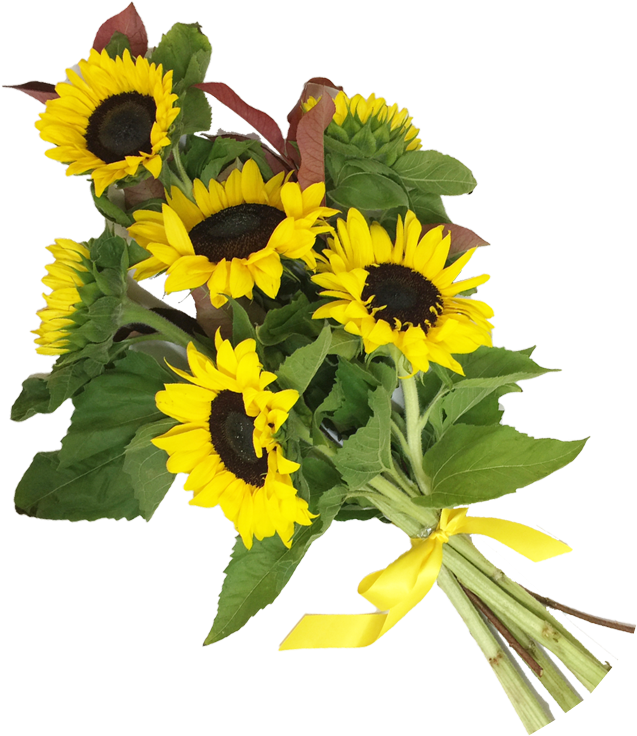 pngfind.com-sunflowers-png-2927173